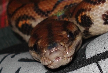 Kumbala