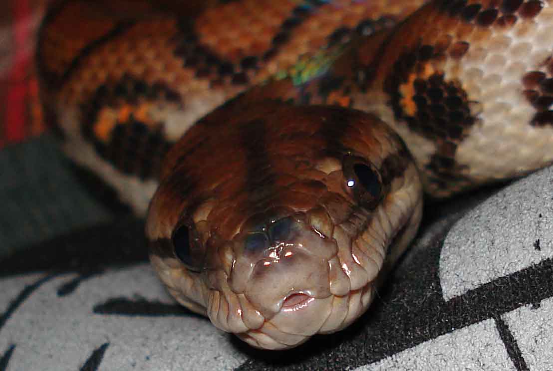 Kumbala