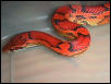 Female Okeetee