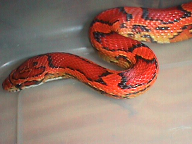 Female Okeetee