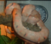 australis 2 min before color change