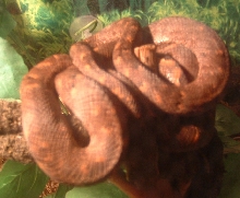 australis 5 min after color change