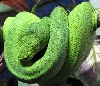 my patternless emerald
