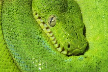 Patternless Emerald