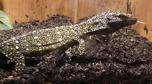 Baby Croc monitor