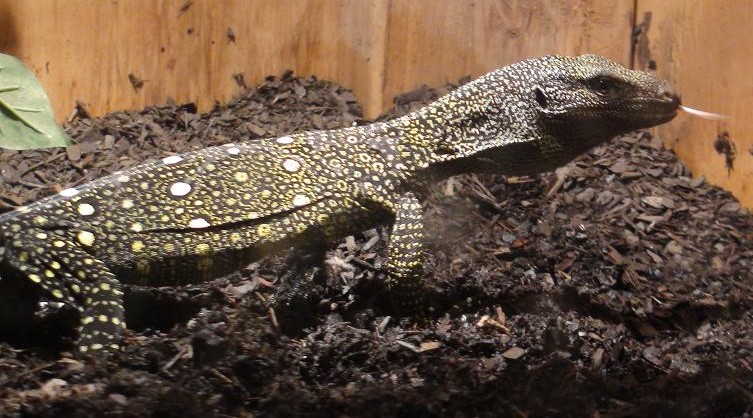 Baby Croc monitor