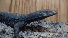Black Dragon Juvie