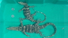 Young pair of Sulphurs