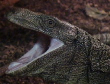 Varanus salvadorii