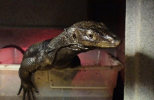Male Black Dragon?