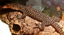 Varanus Melinus