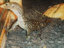 Varanus Melinus 2