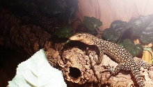 Varanus Melinus 3