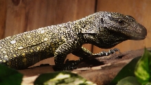 Croc Monitor