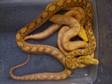 Purple female, Lavender male