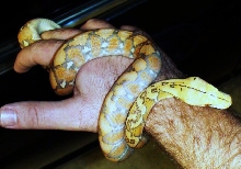 Purple Female Retic