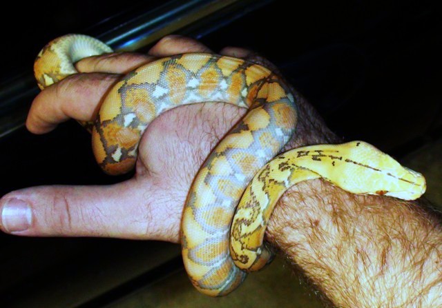 Purple Female Retic