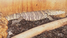 Sulphur Juvie