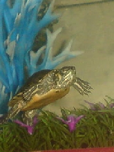Yellow Bellied Slider
