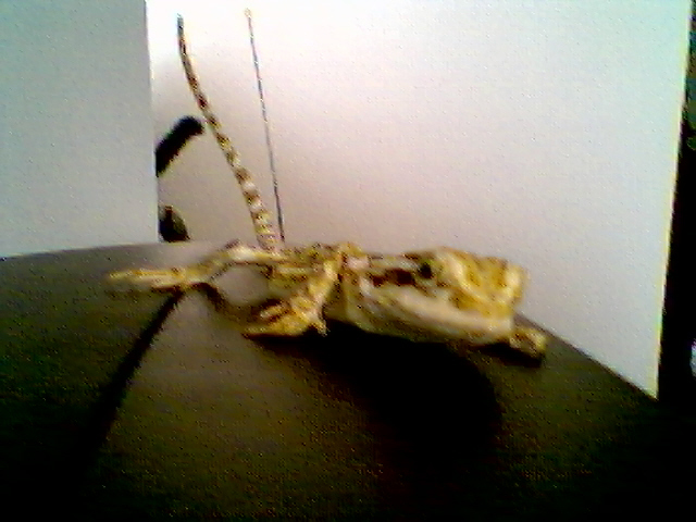 bogie jr.