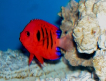 Saltwater - Austin Aquariums