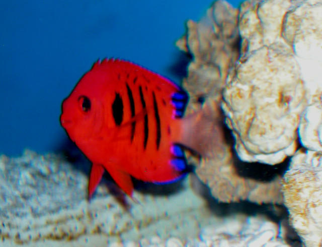 Saltwater - Austin Aquariums