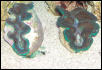 Saltwater Photos