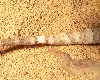 Bearded Dragon Tail