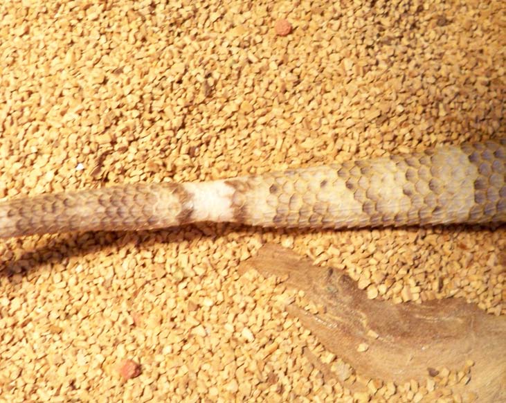 Bearded Dragon Tail