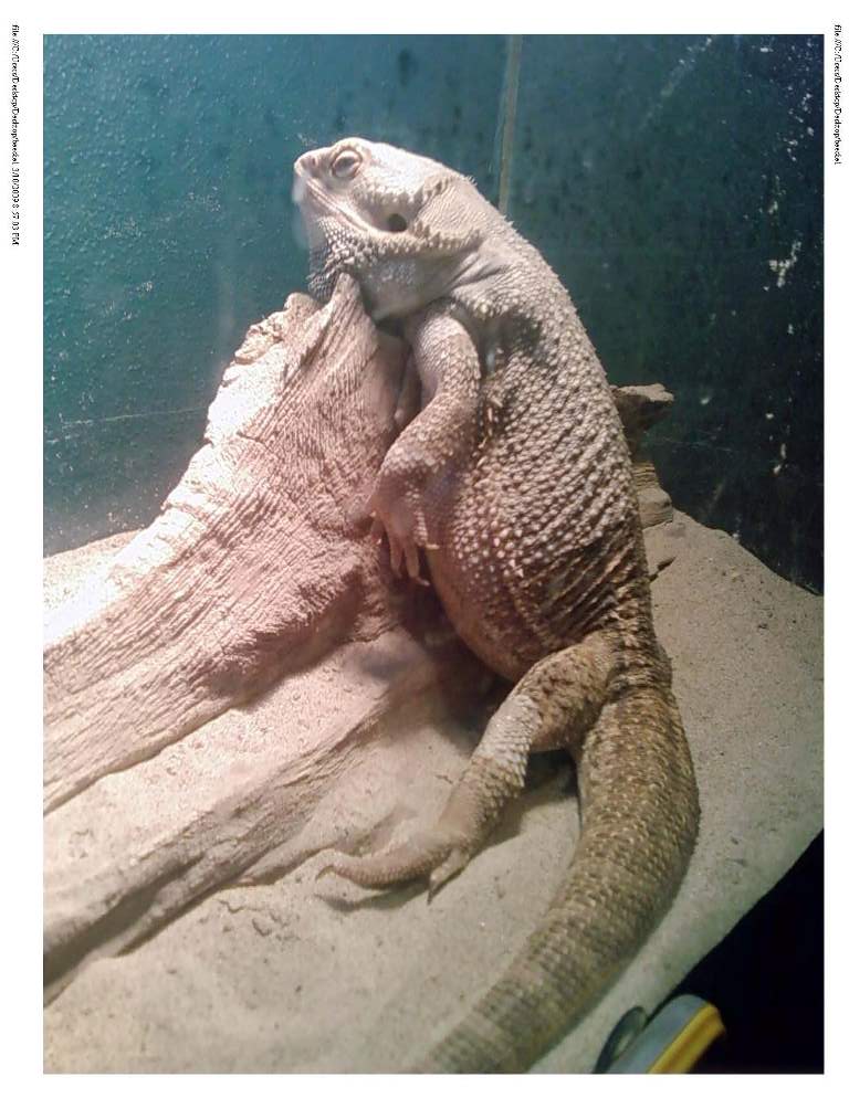 Beedie in shed