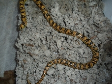 high yellow male