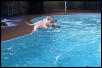 Abby, the jumping labrador.....