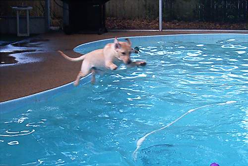 Abby, the jumping labrador.....