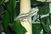 gargoyle