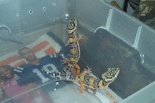 Cute baby leos...