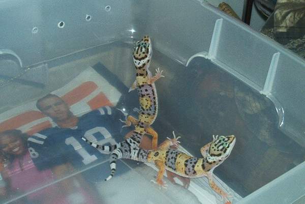 Cute baby leos...