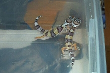More cute baby leos....