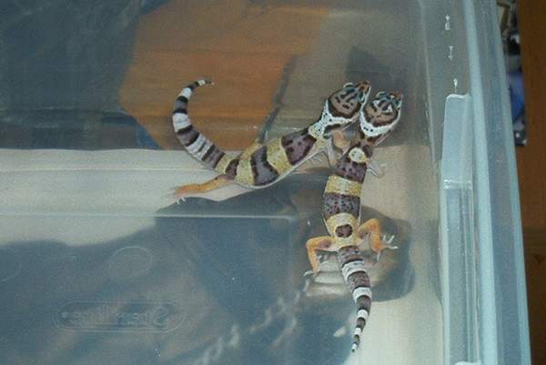 More cute baby leos....