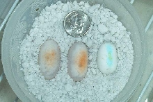 Weird leo eggs....