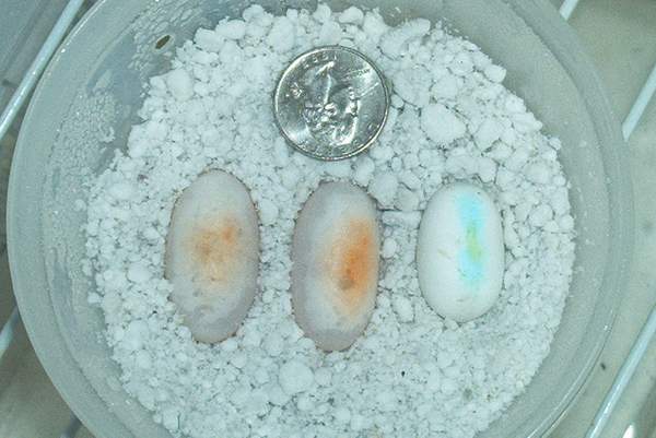 Weird leo eggs....