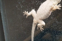 Male or Female....