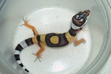 My best hatchling.....