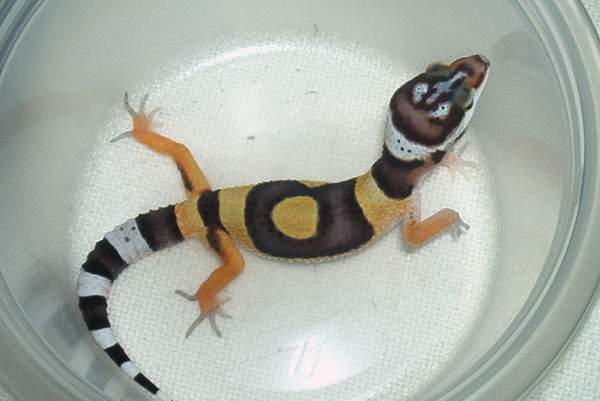 My best hatchling.....