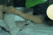 Gargoyle eating crickets.....
