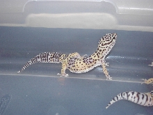 Juvenile Leo....