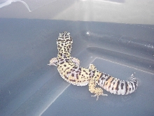 Clutchmate to "Juvenile Leo".....