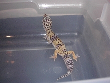 Juvenile Male.....