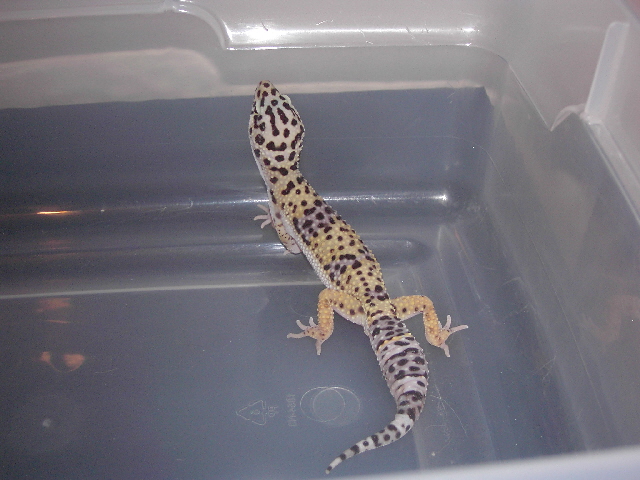Juvenile Male.....