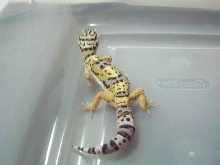 Bad pic of a Beautiful gecko...
