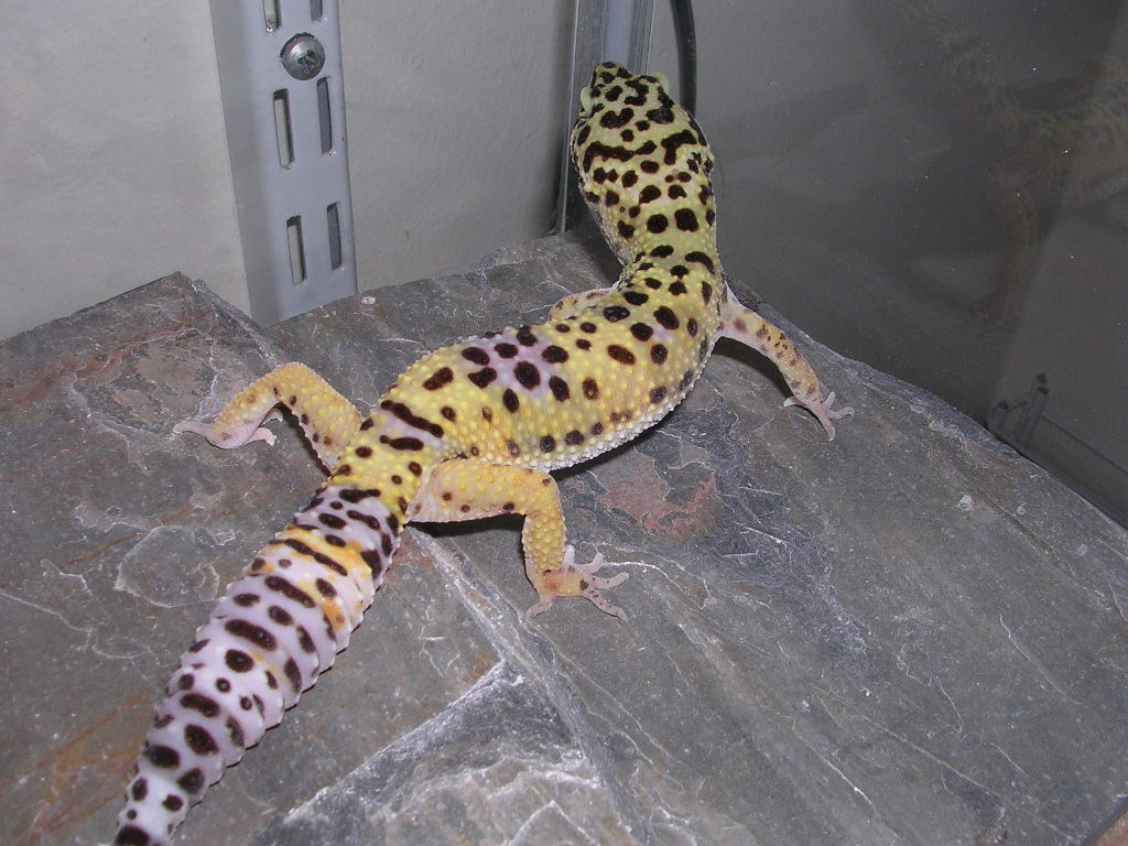 Juvenile Leopard Gecko